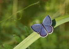 Short-tailed blues / ***