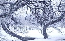Winter bends / ----