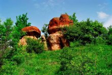stone mushrooms / ***