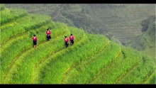 Walking through the rice terraces .... / ***