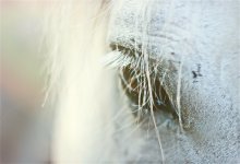 about a white horse ... / Canon 550
helios