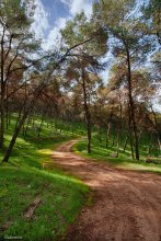 Forest road ... / ***