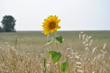 Sunflower / ***