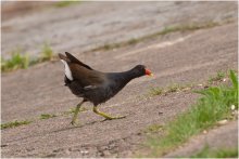 Walk water hen / ***