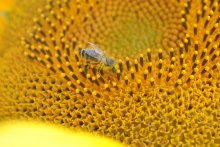 Bee / ***