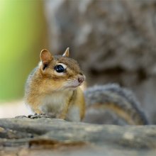 Chipmunk / ***