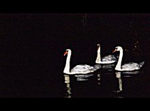 Swan at night / ***