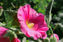 mallow flower / ***