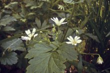 Flowers / ***