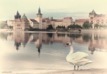 Swan Prague / ***