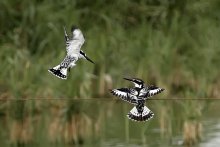 Speckled kingfishers / ***