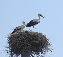 Storks / .........