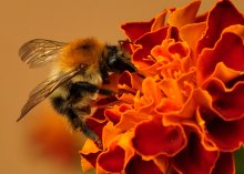 Bumblebee on flower / ........