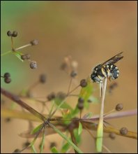 True to the guard ... / ***