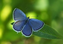 Short-tailed blues / ***