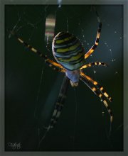 guard raspberries / ***