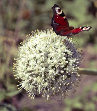 Natura... / Farfalla...