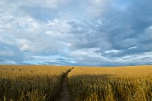 The road into the field / ***