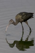 Glossy Ibis / ***