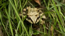 Common Frog / ***