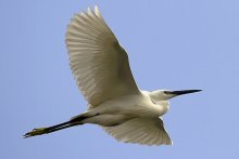 Flight of the white heron / ***