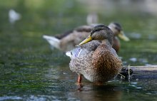 In shallow water .... / common duck