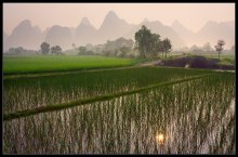 Rice paddies Yangshuo. / ***