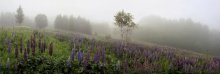 June fog and lupins. / ***