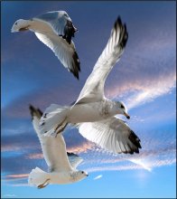 Three seagulls in flight / Three seagulls in flight