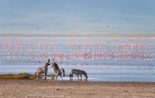 Zebras and flamingos in the Ngorongoro Crater / ***