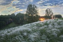 Feather grass / ***