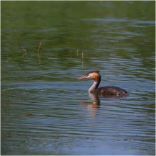 Great Crested Grebe / ***