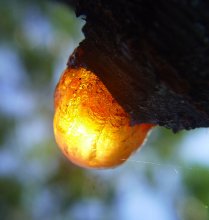 the birth of Amber / ***