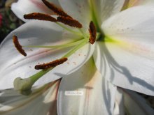 lily / ***