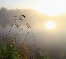 Foggy morning / ***