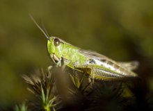 grasshopper / ***