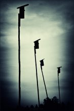 Starlings flew away ...: ( / ***