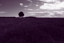 lonely tree / ***