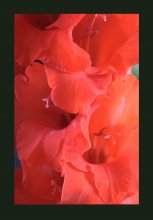 gladiolus / ***