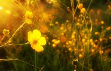 A clearing / ***