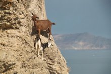 Crimean goats / ***