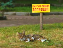 Cats can not worry ... / ...........