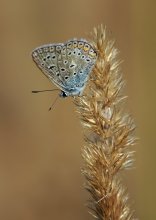Copper-butterfly / ***