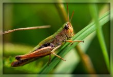 Grasshopper / **************