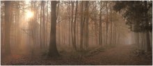 Foggy forest. / Walking into a foggy forest.