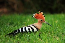 Hoopoe / ***