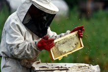 Honey harvest / ***