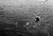 spider / ....