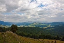 Carpathian species / ***
