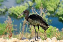 Young Glossy Ibis / ***
